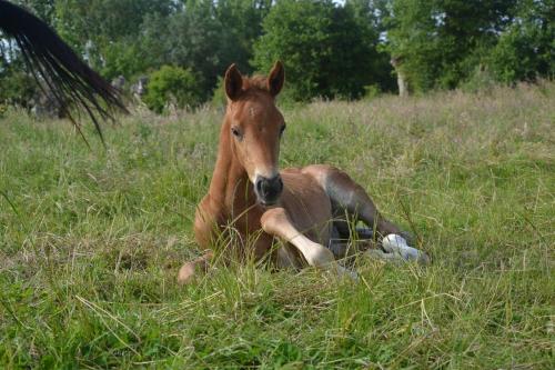 Gite Du Haras