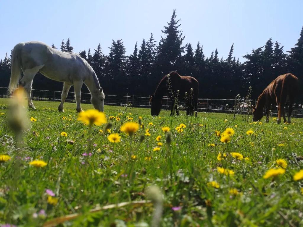 Maison de vacances Gîte du Poney Fringant - Prancing Pony 259 Chemin du Pouzerat 26130 Saint-Paul-Trois-Châteaux