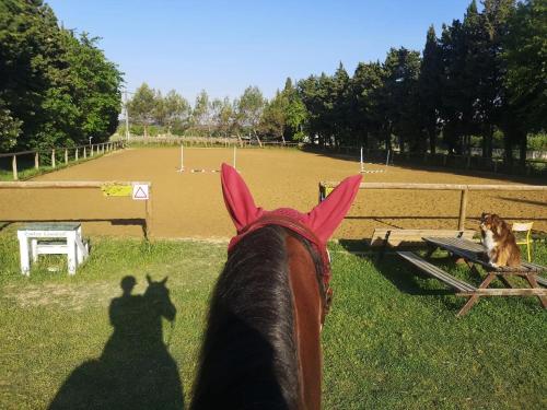 Gîte du Poney Fringant - Prancing Pony