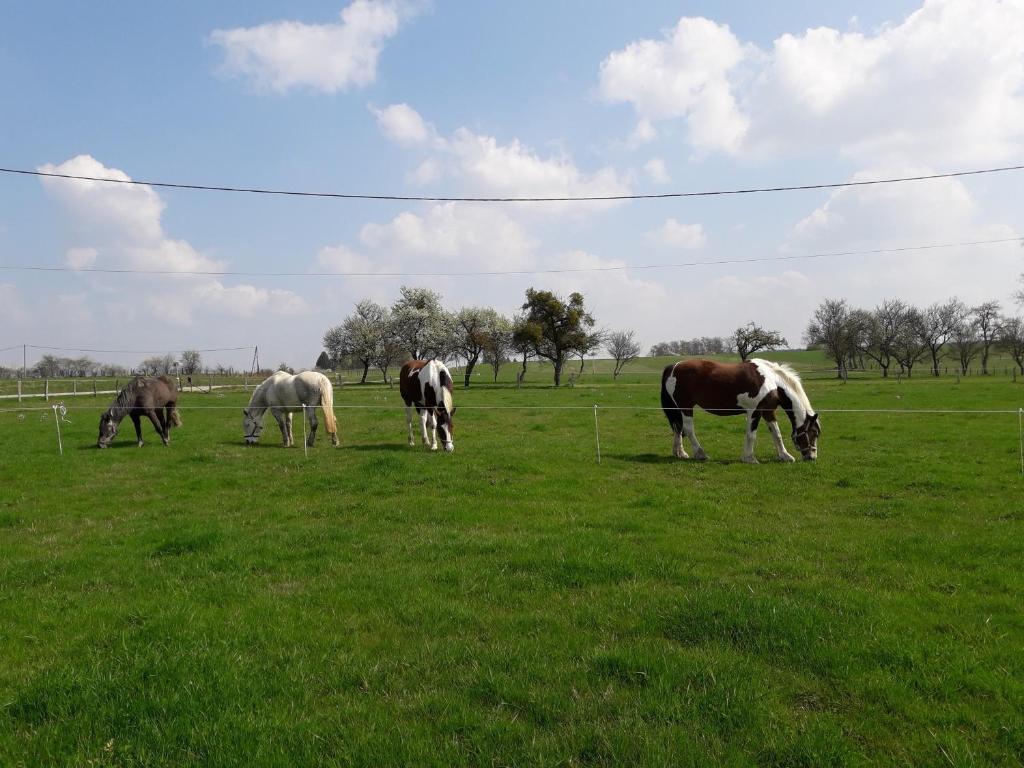 Gîte La Besse, Claudon Lieu dit: La Besse 1 Le Petit Bois sur la Besse, 88410 Claudon