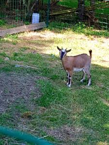 Gite Le Fournial et ses animaux - 5 personnes