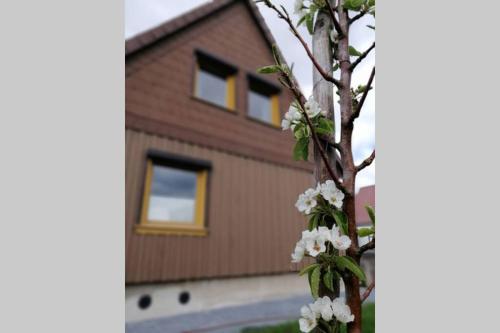 Harzhaus Ida