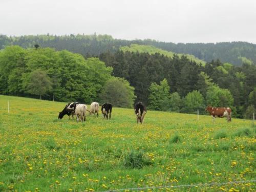 Haus-Dorfidyll