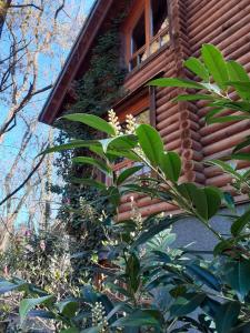 Holzhaus am See