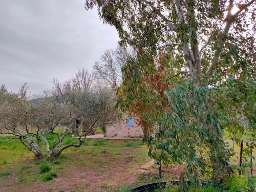 Joli cabanon en pierre au milieu des vignes