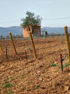 Joli cabanon en pierre au milieu des vignes