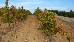 l'Ecrit Vin