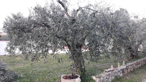 L'Olivette