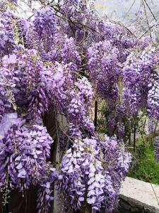 La glycine