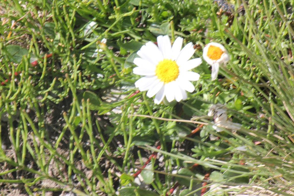 La Marguerite Navette, 73260 Aigueblanche