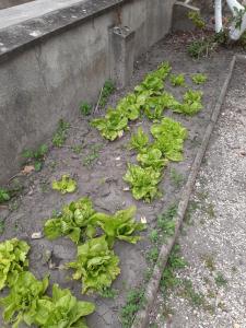 La petite escale
