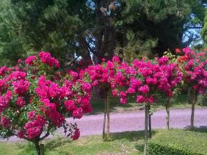 La Pomme Rouge