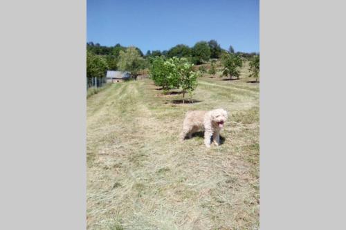 LA TRUFFIERE