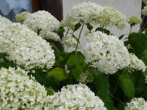 Le Clos BUYRAGANE, Pays d'Auge
