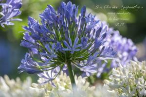 Le Clos des Agapanthes