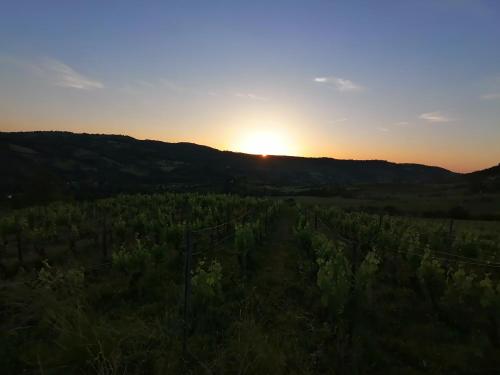 Le moulin des vignes