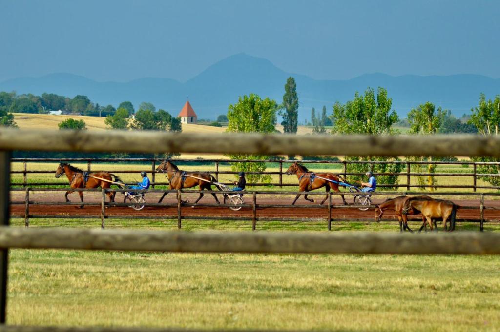 Le petit paddock Chardin, 63310 Villeneuve-lès-Cerfs