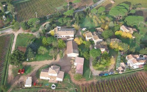Le pin parasol aux esperifes