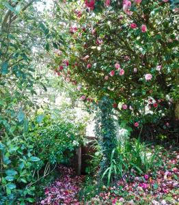 Les Camelias