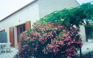 Les lauriers