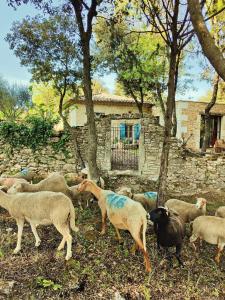 Maison de vacances Les Libellules du Gard - Le Mazet de la famille Garcet 1161 Hamilliac 30580 Fontarèches Languedoc-Roussillon