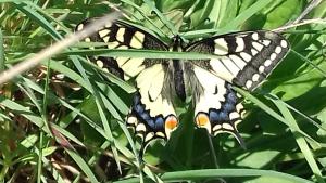 Les Papillons
