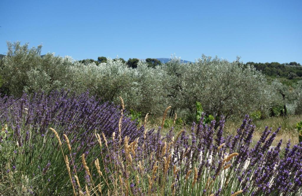 Les Vignes 16200 Mérignac