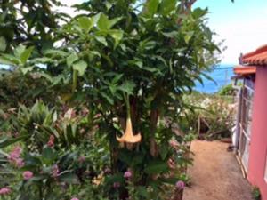 Little Norway in Madeira