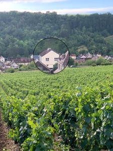 Maison de campagne entre vigne et bois