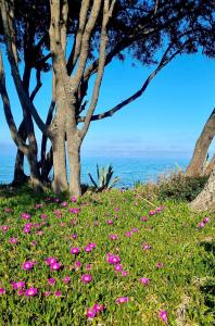 Maison de vacances Maison U nidu à 500m de la mer Les jardins d alzete, U nidu 20221 Cervione Corse