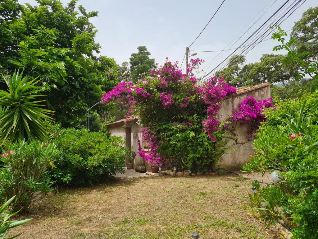 Maison de vacances maisonnette à la campagne Ribba 20170 San-Gavino-di-Carbini