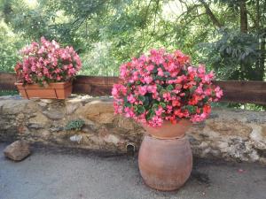 Maison de vacances Mas Taillet Le Camelia Mas Taillet 66230 Prats-de-Mollo-la-Preste Languedoc-Roussillon