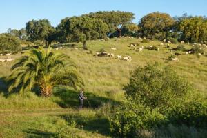 Monte das Sesmarias