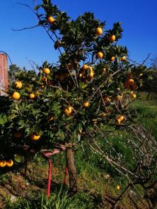 Maison de vacances Monte do Craveirinho - Casa rural de férias Moinho da Atalaia, rua do Moinho 7555-267 Sonega Alentejo