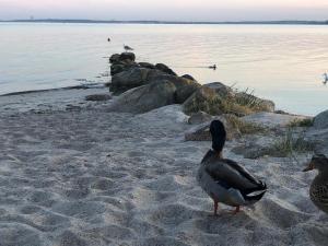 Maison de vacances Ostseecamp Lübecker Bucht Passat mit kostenfreier Saunanutzung Bormwiese 1 23683 Scharbeutz Schleswig-Holstein