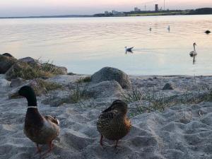Ostseecamp Lübecker Bucht Seelöwe
