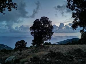 Paomia