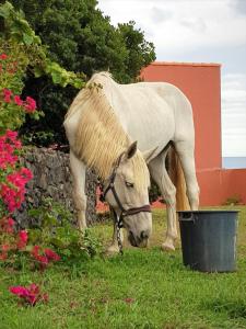 Maison de vacances Quinta da Falesia - Casa Branca Estrada Regional Norte 61 Fracao B 9545-526 Ponta Delgada Açores