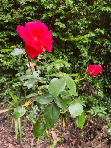 Rosa do Canto