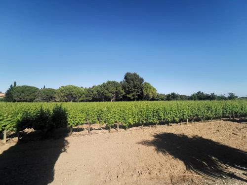 Séjour au calme au milieu des vignes