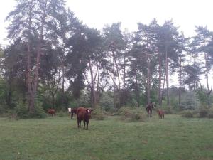 Touvent maison au milieu des bois