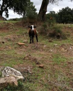 Turismo Rural casa da céu