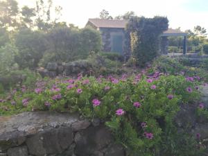 Baco's Vineyard