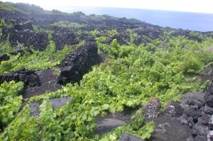 Baco's Vineyard