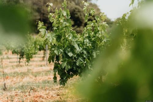 Domaine des Bruguières