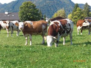 Familien-Bauernhof-Berghammer