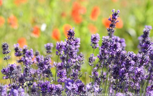 Gites en Provence proche Avignon