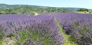 Maisons de vacances Gîtes Les Costoliers Les Costoliers 04200 Châteauneuf-Miravail Provence-Alpes-Côte d\'Azur