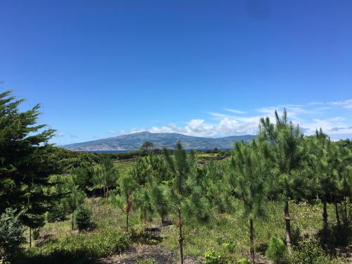Home Pico - Casa dos Cedros (Alojamento local)