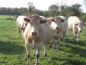 La Ferme de Montigny (Gite)